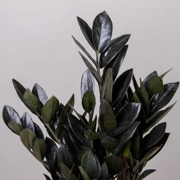 Замиокулкас Блэк_3