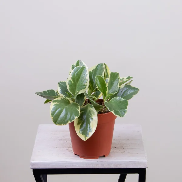 Пеперомия Usa4