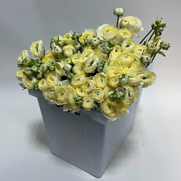 Ранункулус "Элеганс Кремовый"_1