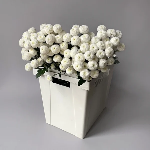 Хризантема кустовая "Ньютон"_1