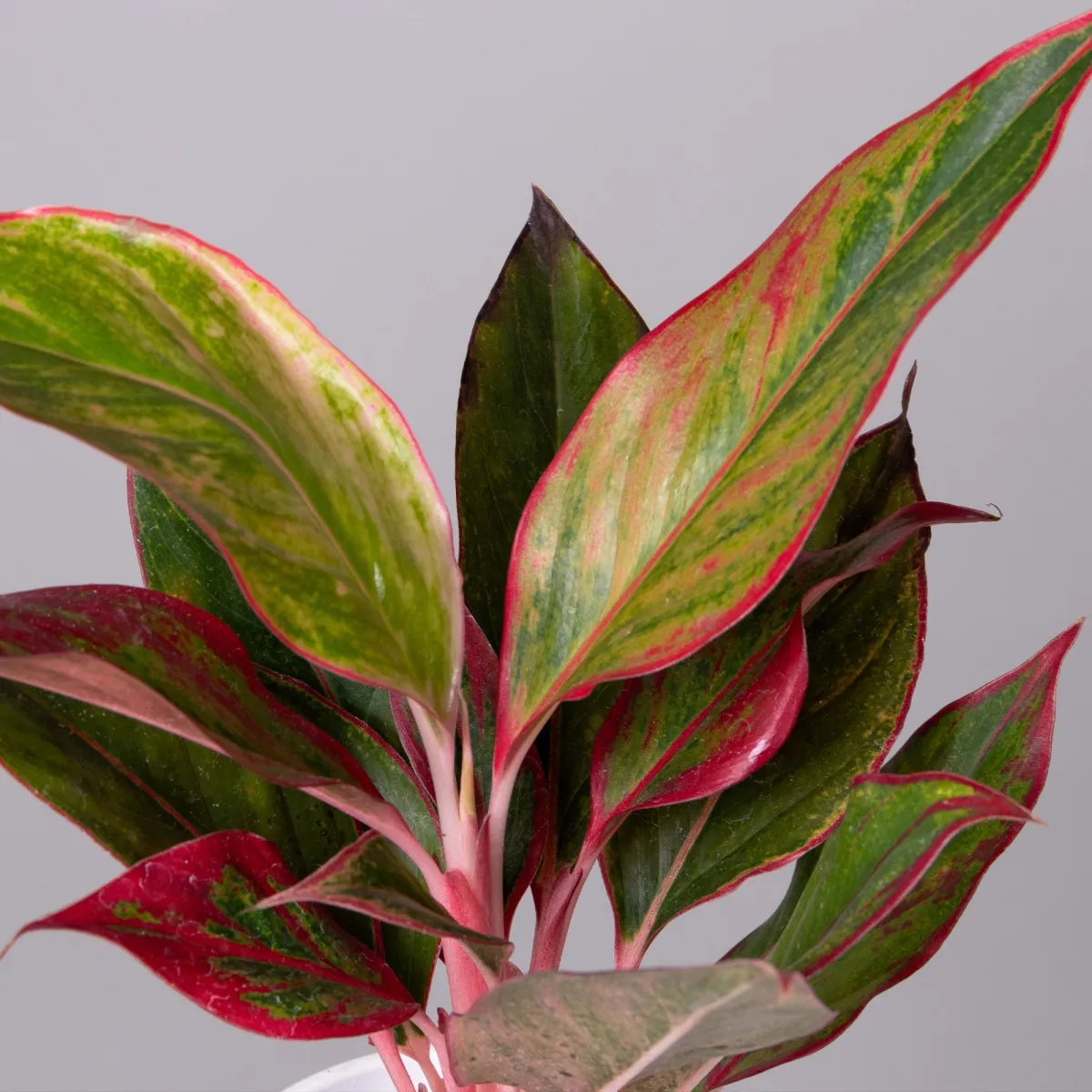 Аглаонема Сиам Аврора К_3