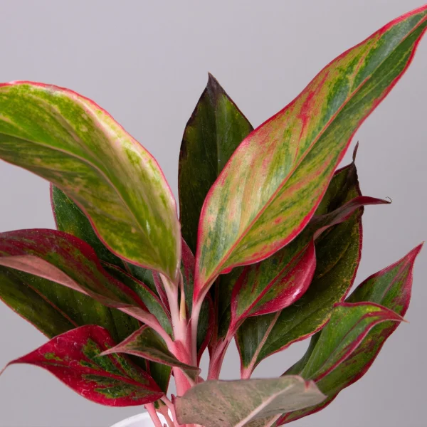 Аглаонема Сиам Аврора К_3