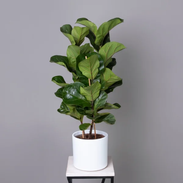 Фикус Тибако_1