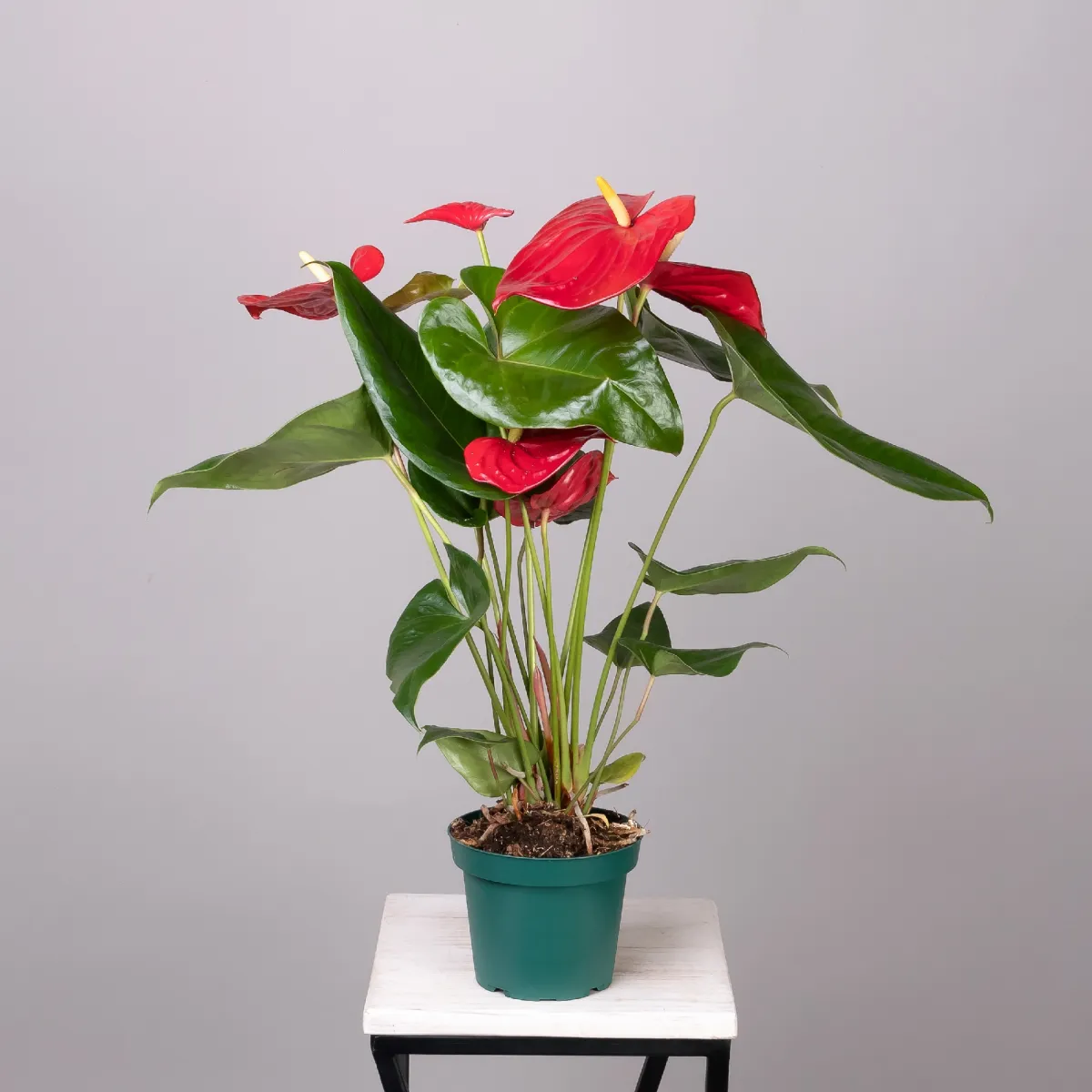 Антуриум андрианум Эдисон_4