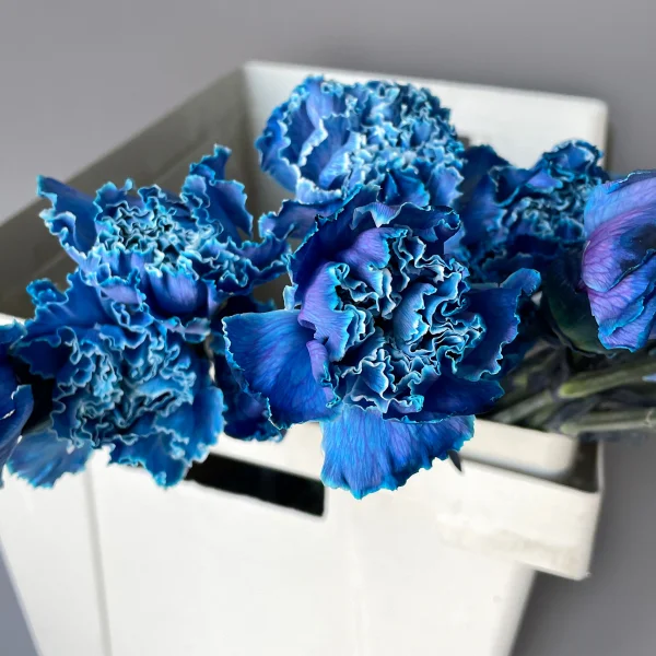 Гвоздика "Тинтед Блу"_3