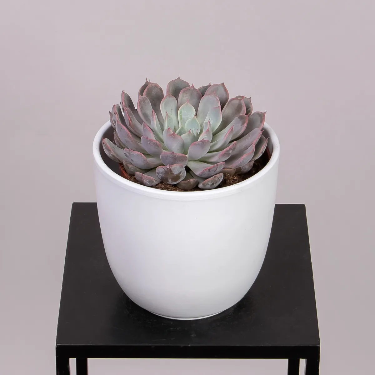 Эхеверия Росеа_1