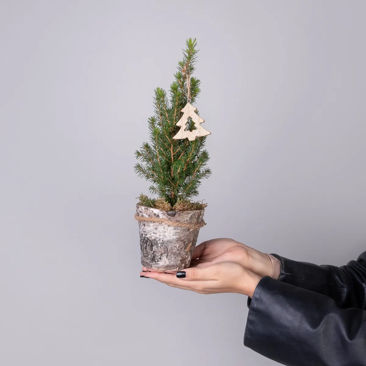 Ель Коника в коре с елочкой PTK24362_2