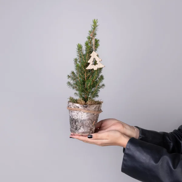 Ель Коника в коре с елочкой PTK24362_2