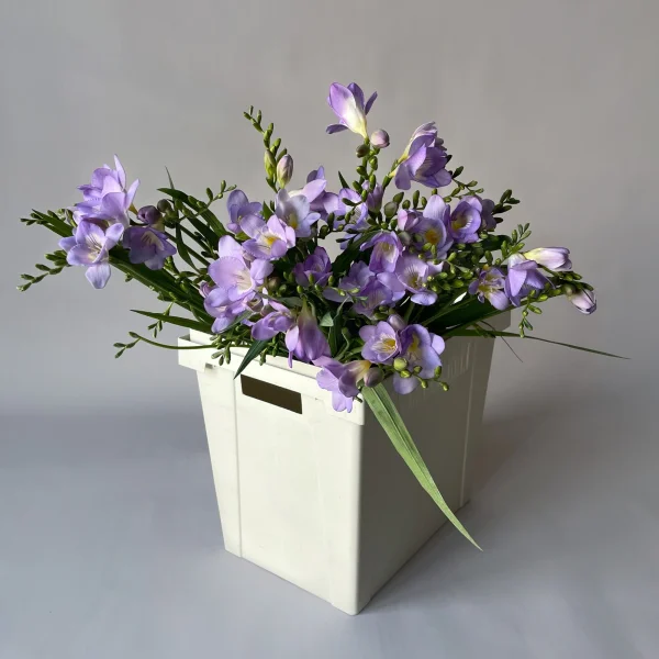 Фрезия "Эн Ван Блу"_1