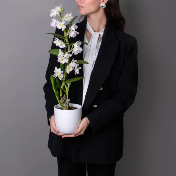 Дендробиум Нобиле Кумико 1ст_2