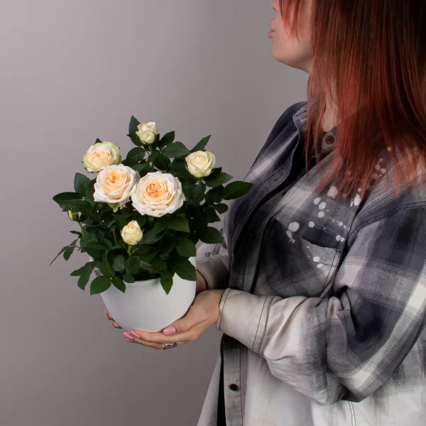 Роза Кордана Кремовая_2