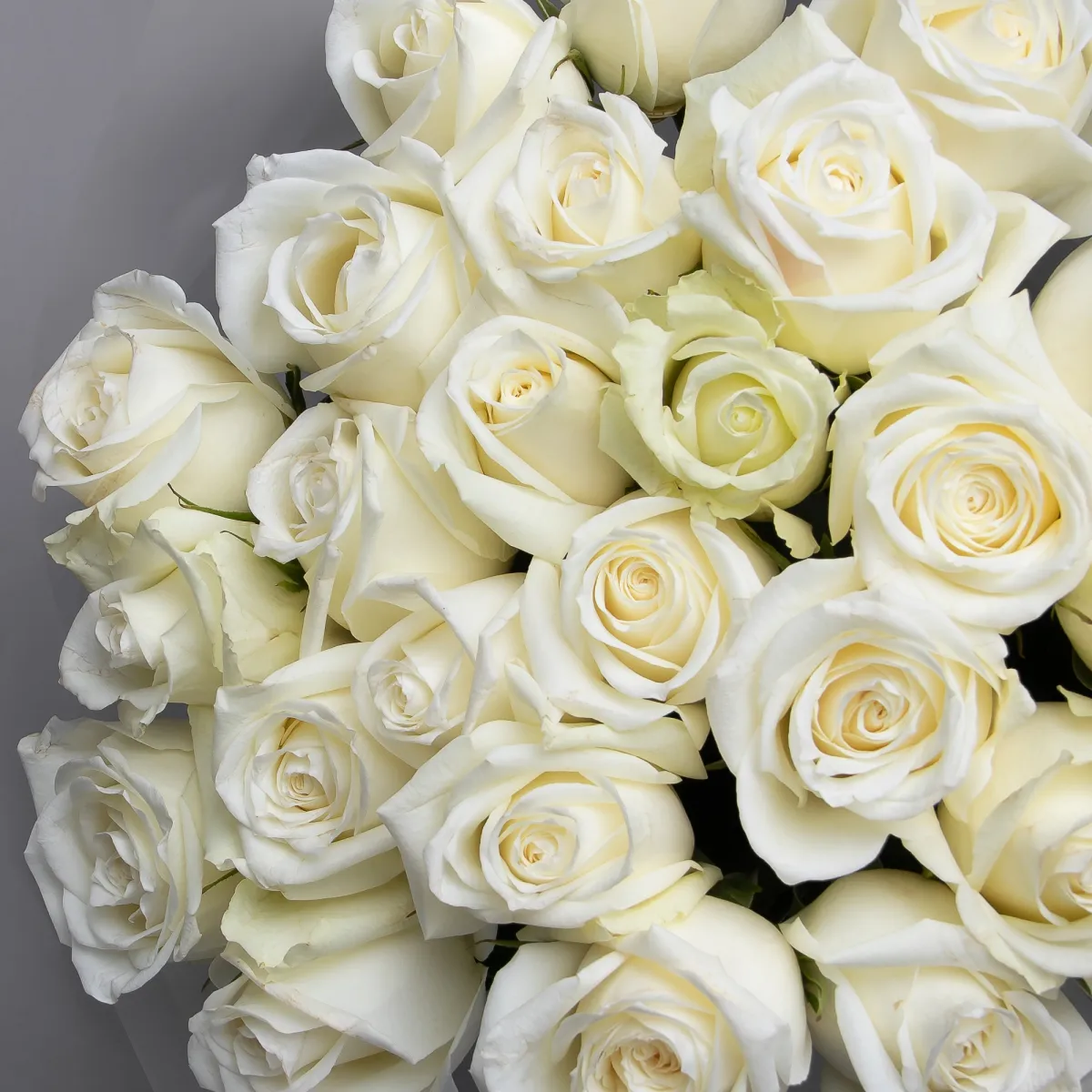 Букет Роза "Айсбрейкер"