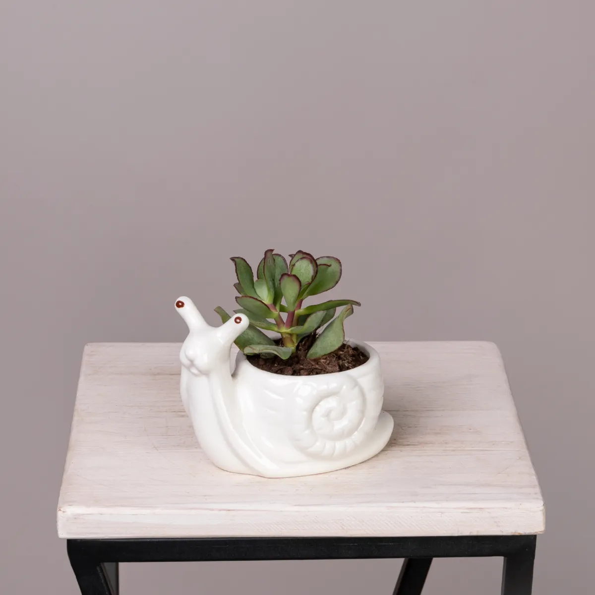 Плант Микс  в керамике Улитка РРр_1