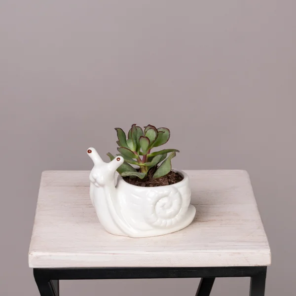 Плант Микс  в керамике Улитка РРр_1