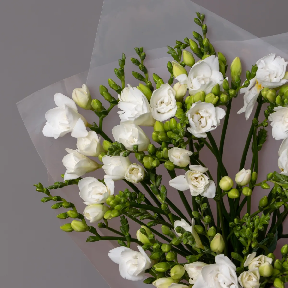 Букет Фрезия "Эн Ван Вайт"_3