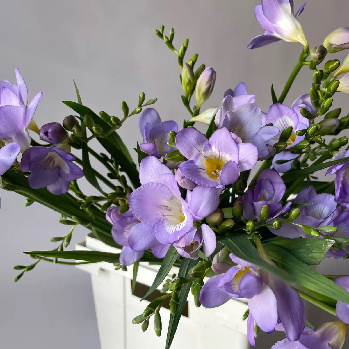 Фрезия "Эн Ван Блу"_3