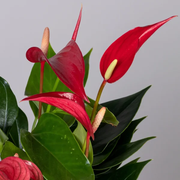 Антуриум андрианум Лилли красный_3