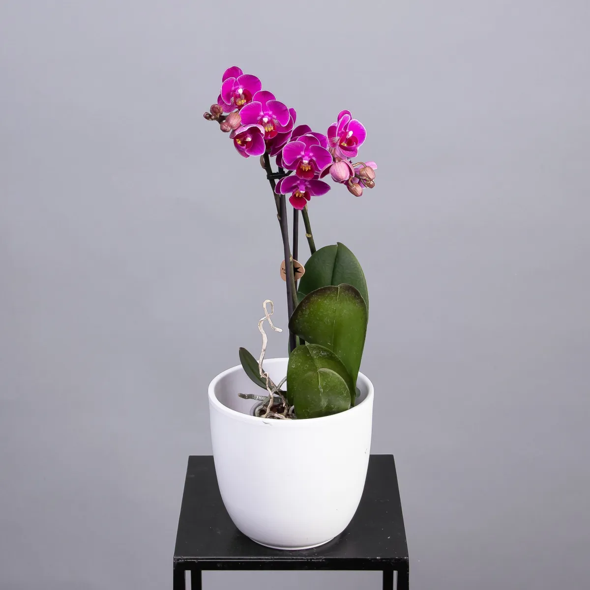 Фаленопсис Колибри Фиолетовый 2 ст