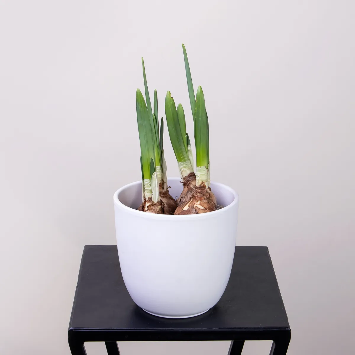 Нарцисс Айс Вингс1