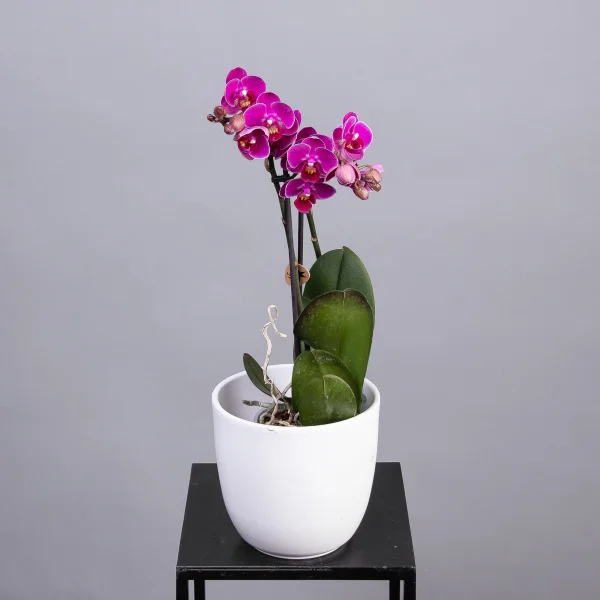 Фаленопсис Колибри Фиолетовый 2 ст