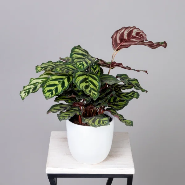 Калатея Макояна К_1