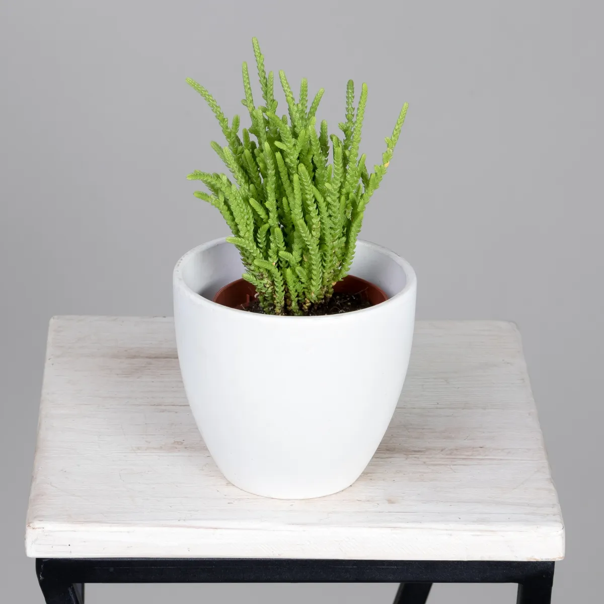 Крассула Лисопойдес_1