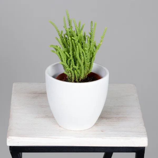 Крассула Лисопойдес_1