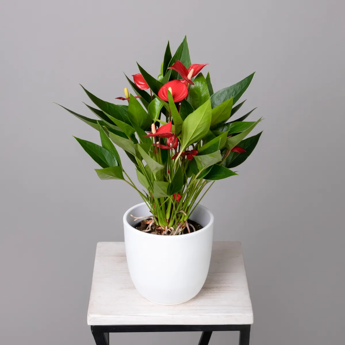 Антуриум Многоцветковый Красный К_1