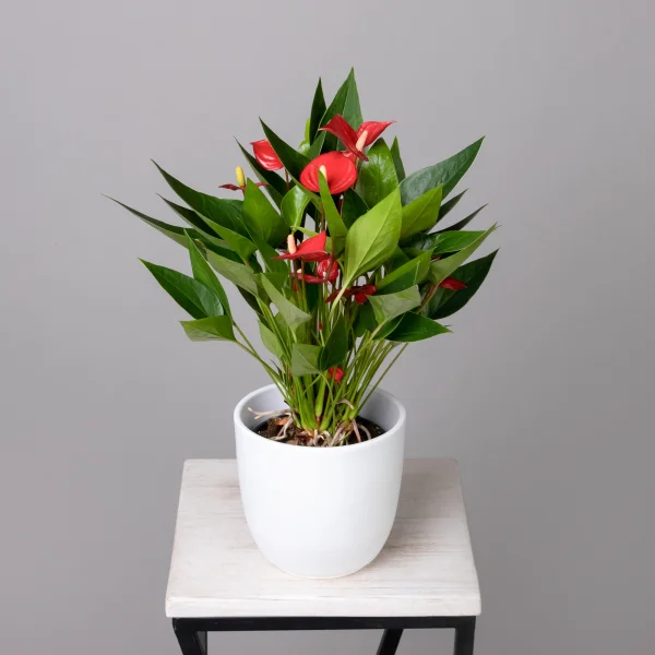 Антуриум Многоцветковый Красный К_1