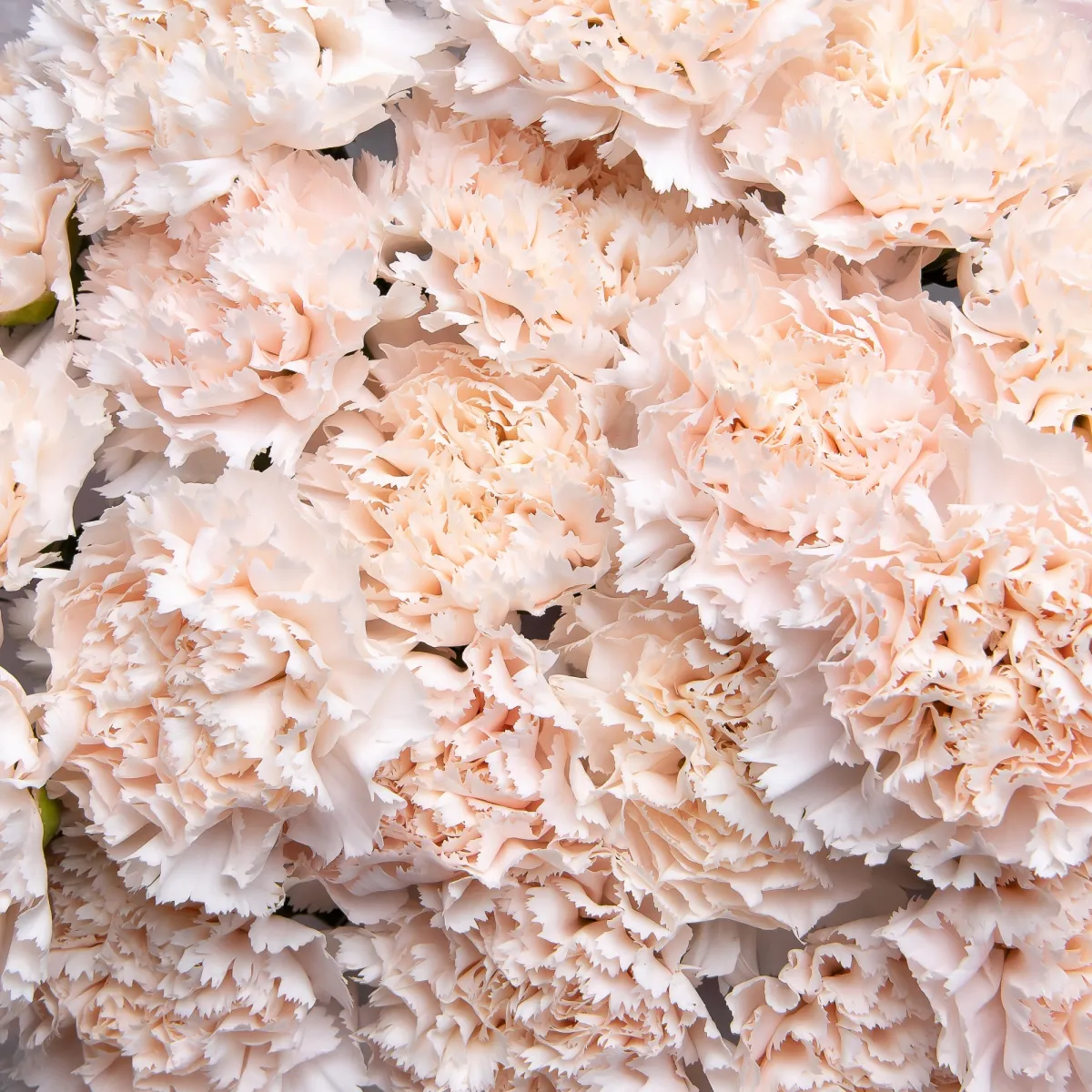 Букет Гвоздика "Брют"