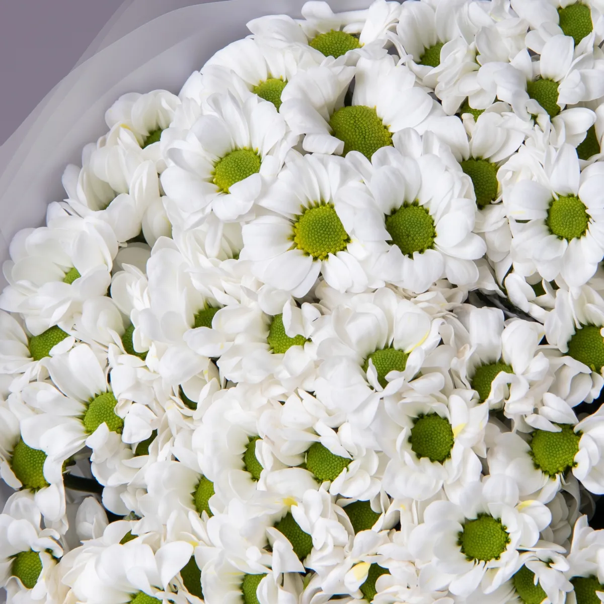 Букет Хризантема сантини "Бовий"_4