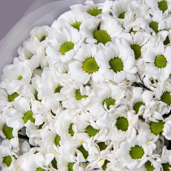 Букет Хризантема сантини "Бовий"_4