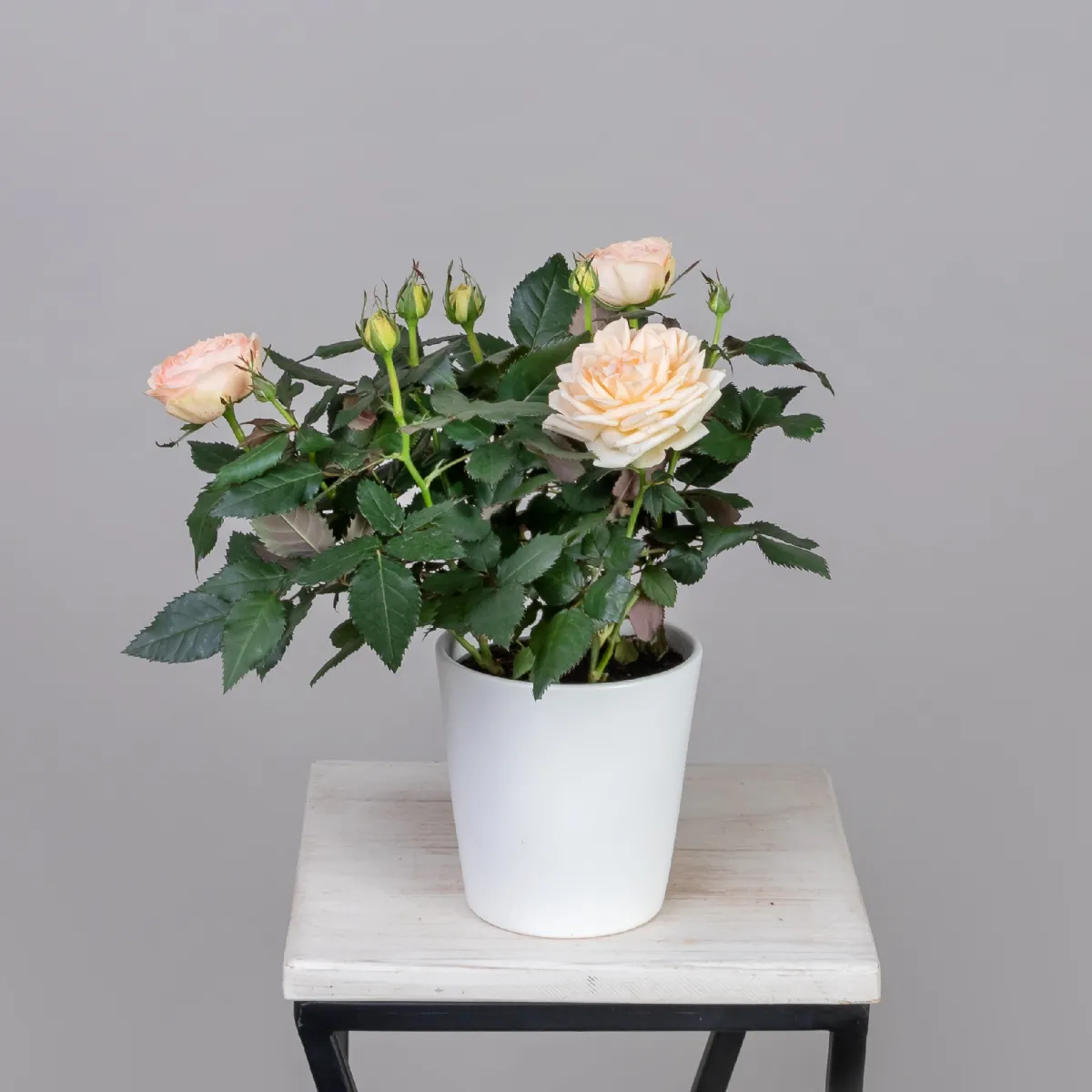 Роза кордана Гранд Белами_1