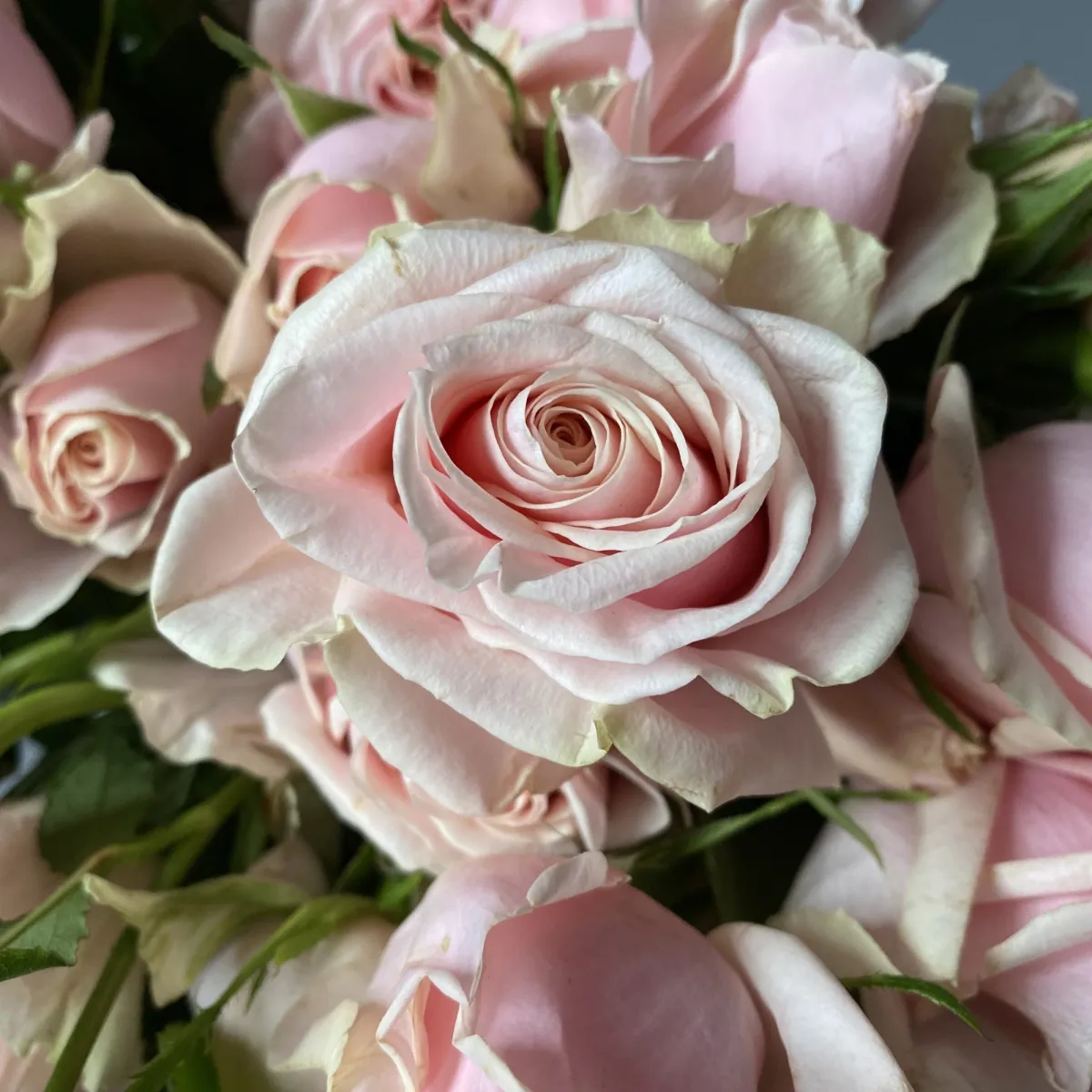 Роза_кустовая "Свит Байкал"