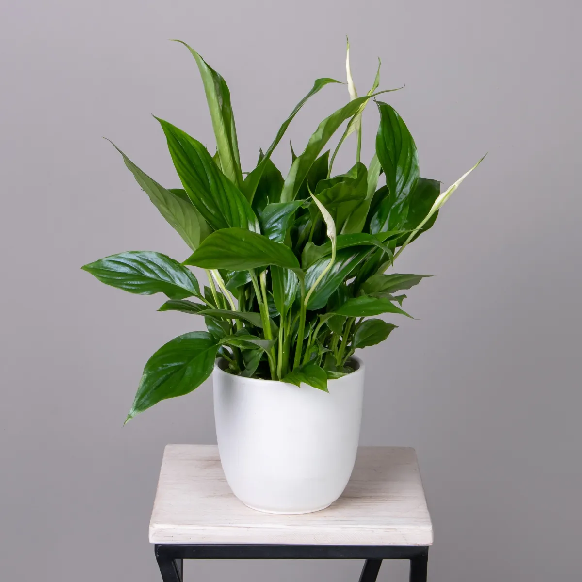 Спатифиллум Беллини _1