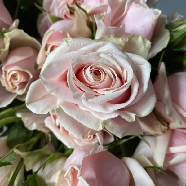 Роза_кустовая "Свит Байкал"