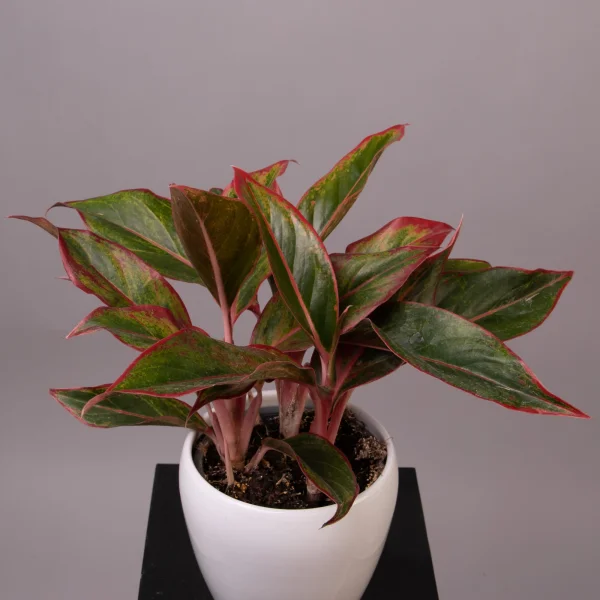 Аглаонема Крит