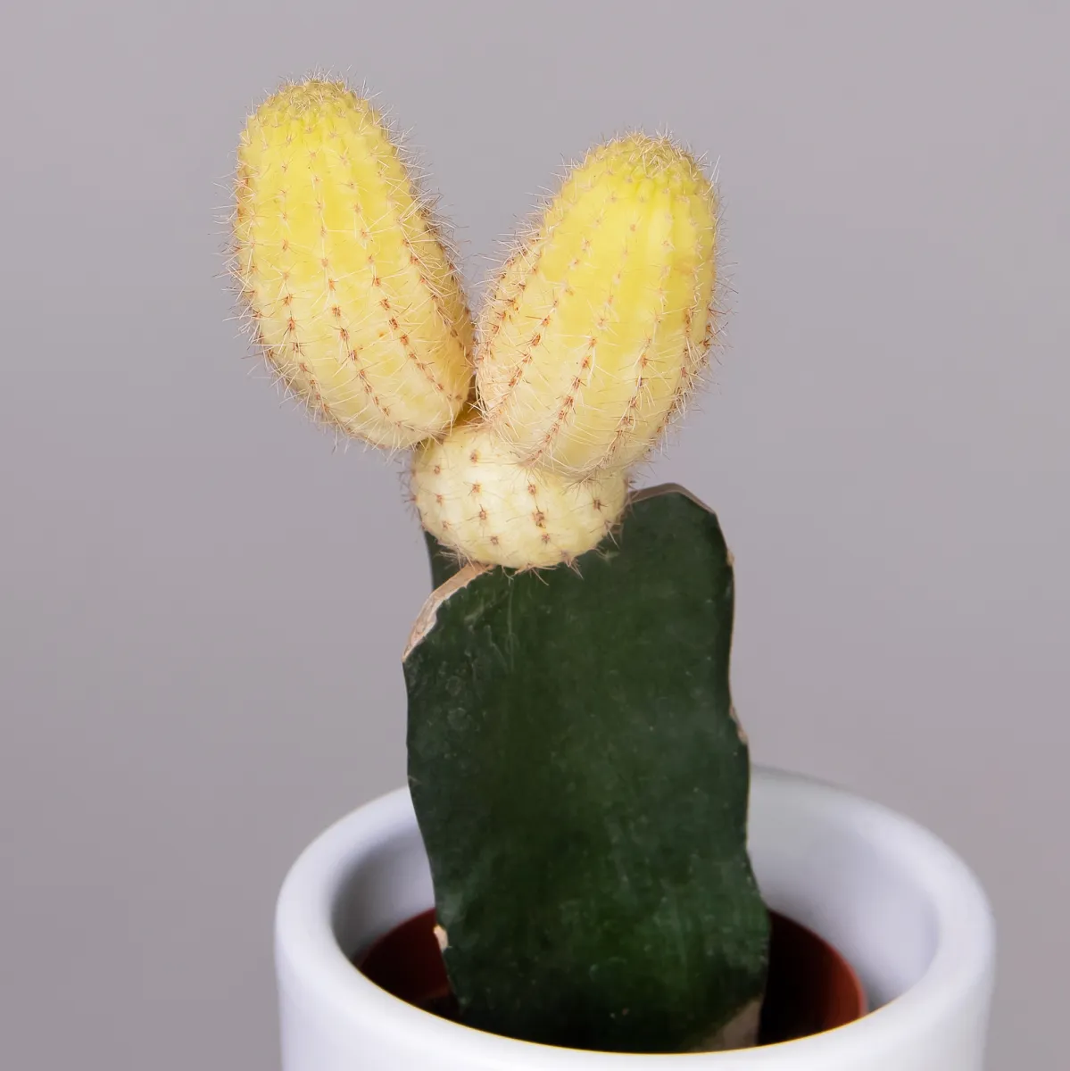 Гимнокалициум Желтый_3