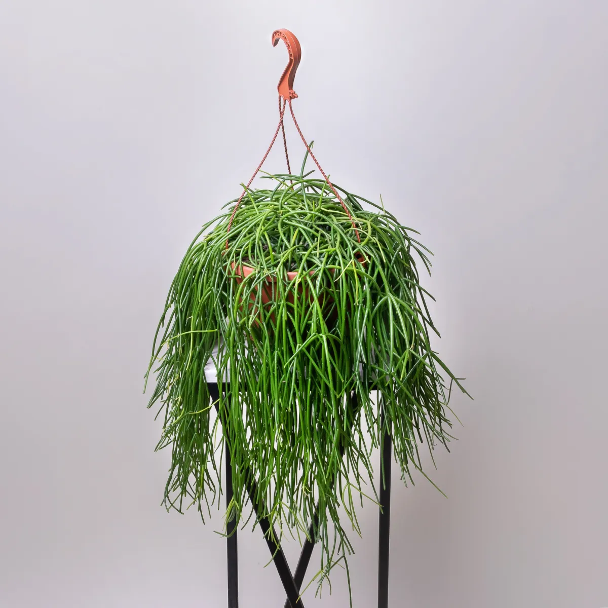 Рипсалис Микс подвесной5