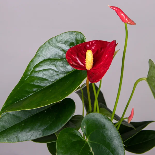 Антуриум Джамбо Красный в керамике_3