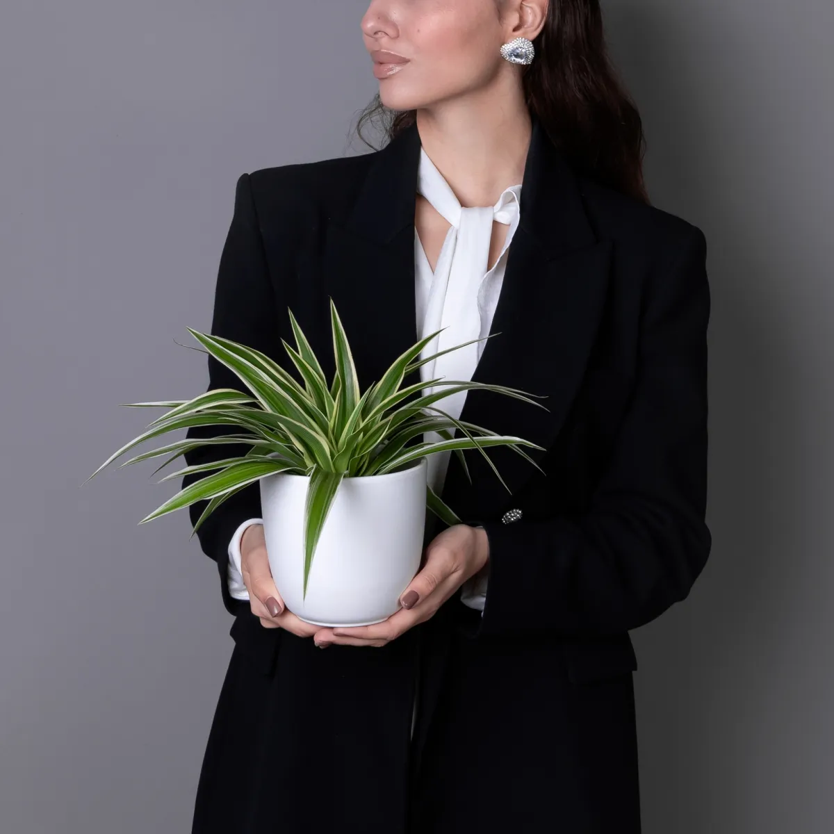 Хлорофитум Ириш_2