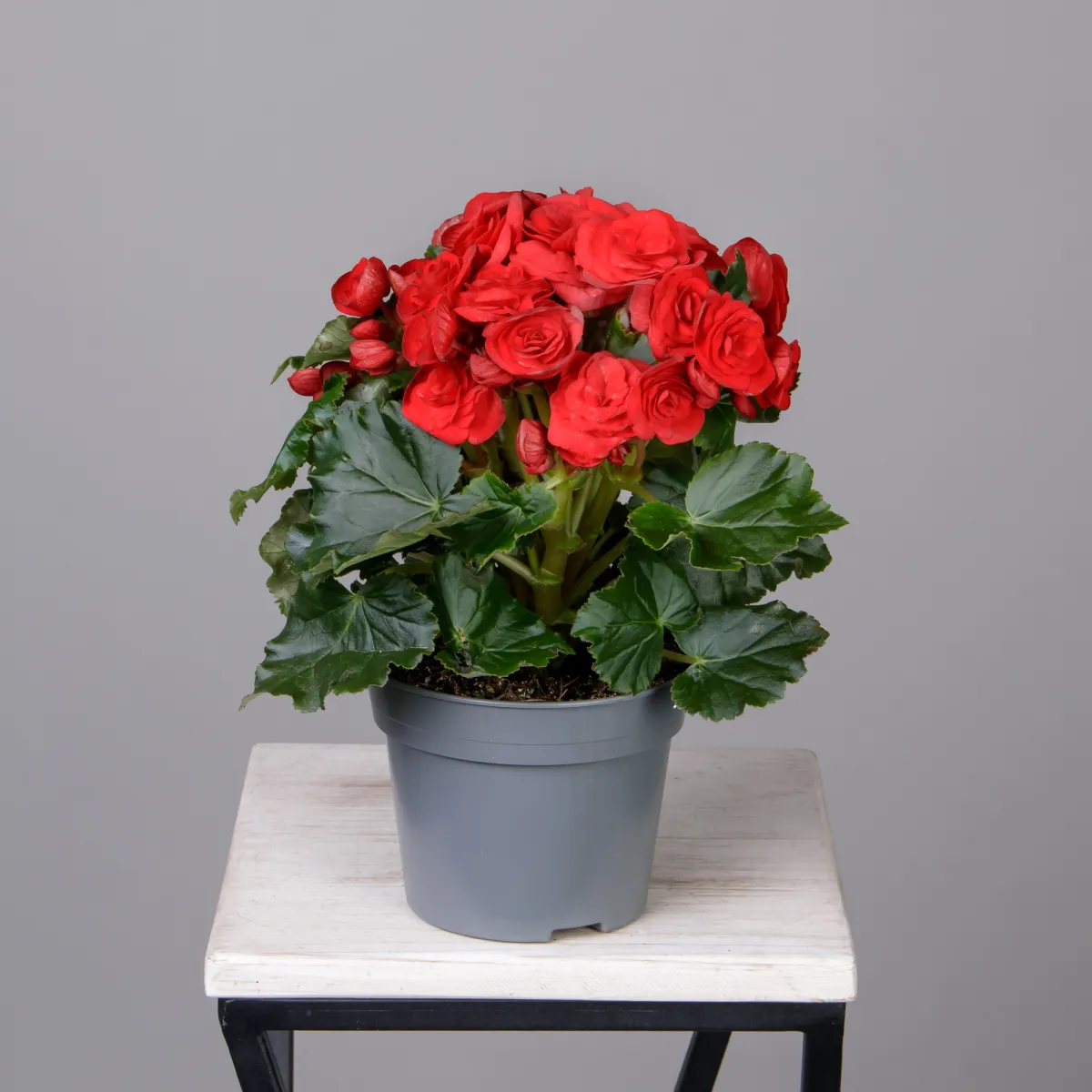 Бегония элатиор Баладин (Красная)_4