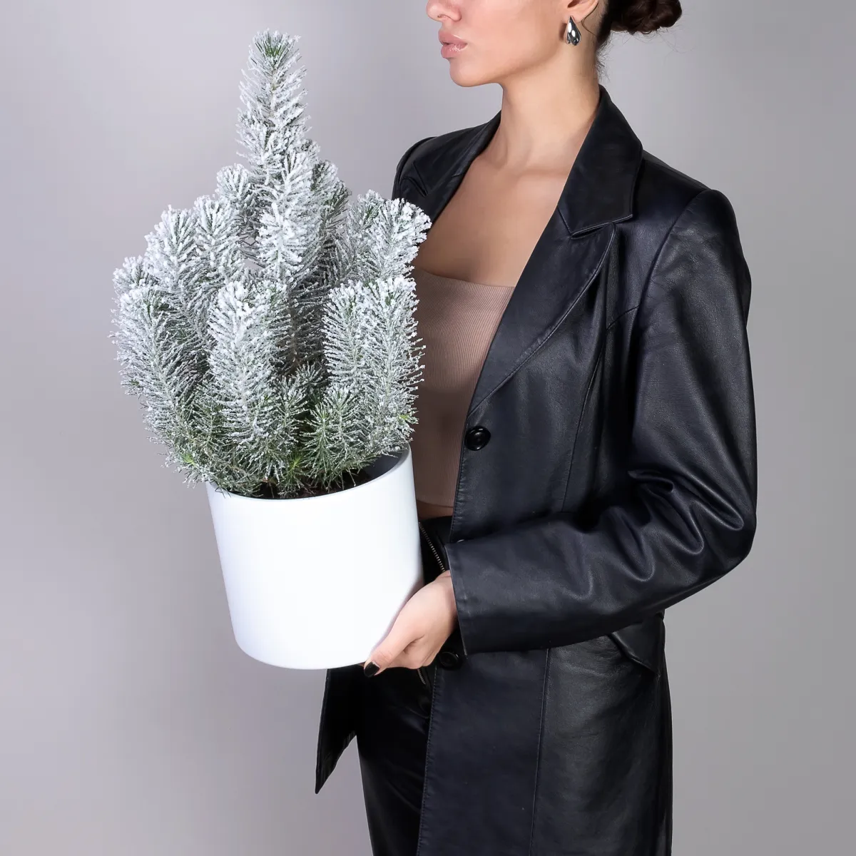 Ель Пинея заснеженная 