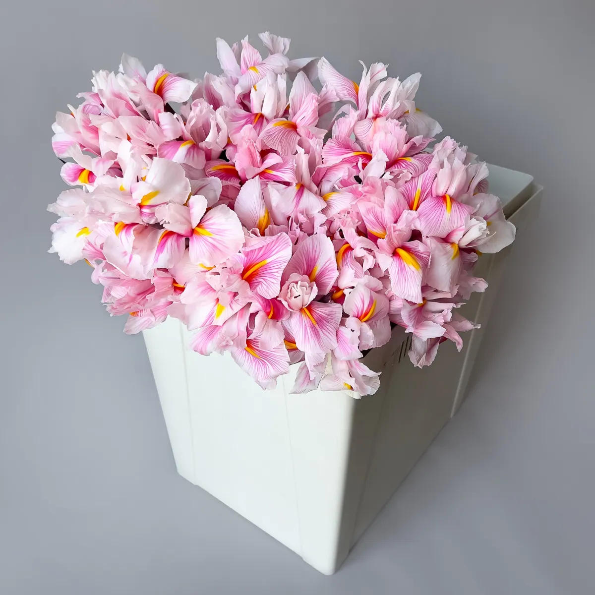 Ирис "Краш. Скарлет"_1