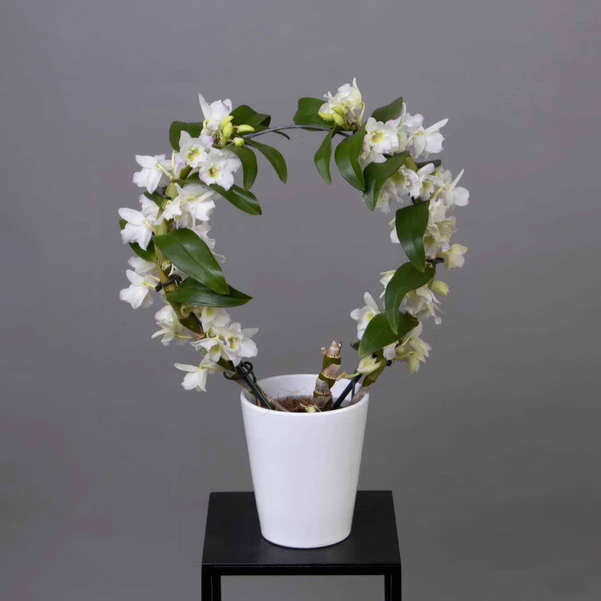 Дендробиум Нобиле Круг