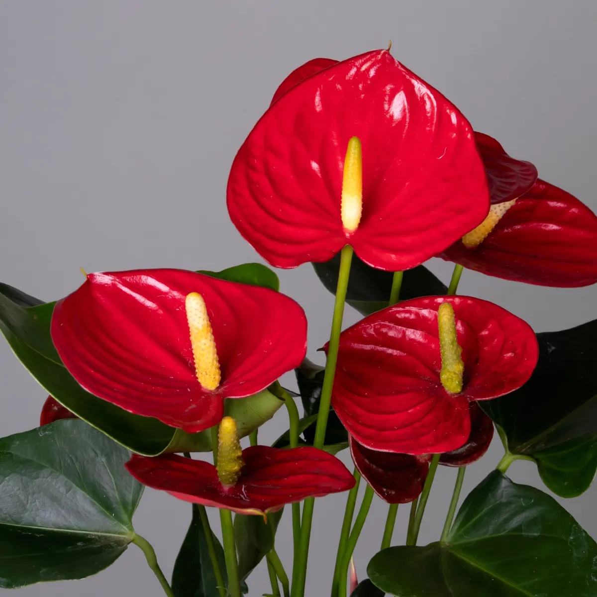 Антуриум андрианум Эсудо К_3