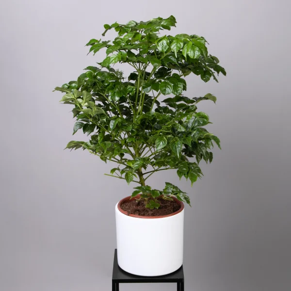 Радермахера К