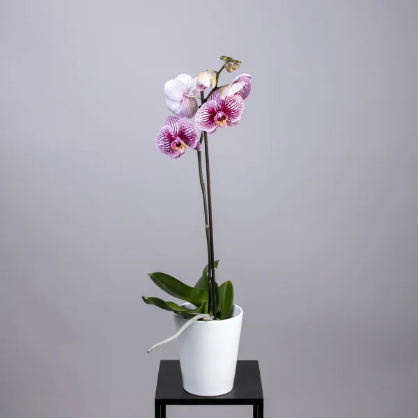 Фаленопсис Микс 1 ст_1