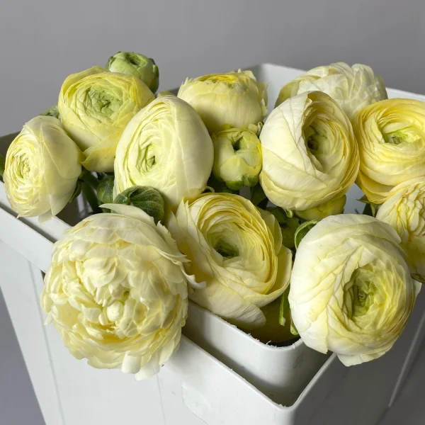 Ранункулус "Азур Салмон"_3