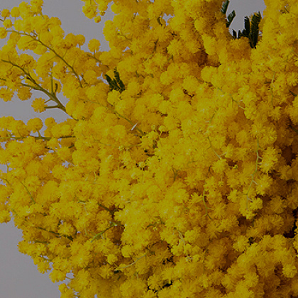 ЦВЕТЫ УПАКОВКАМИ